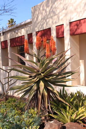 Image of garden